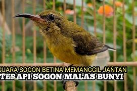 Suara Sogon Betina Pancingan